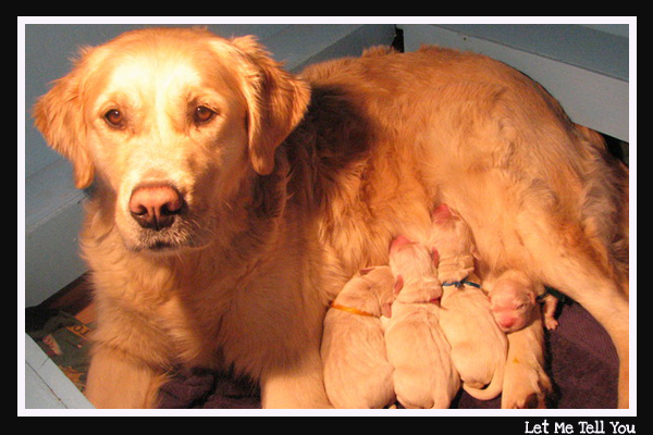 Mes Chiots